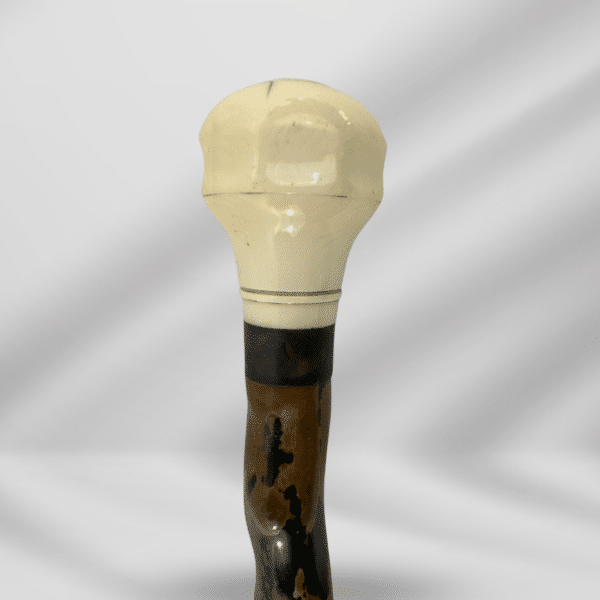 1800th Century Antique Knob Handle Ivory Original branch Collar Finishing Walking Stick Cane