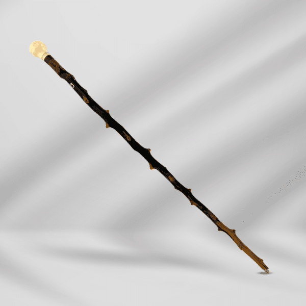 1800th Century Antique Knob Handle Ivory Original branch Collar Finishing Walking Stick Cane